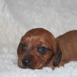Bingo - Dachshund puppy from Murry’s minis