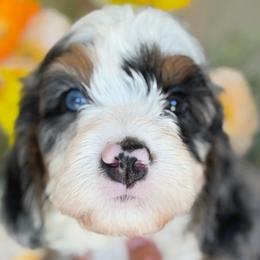 Shark girl - female Bernedoodle puppy in Yuciapa, California from AlltheDoodlez_