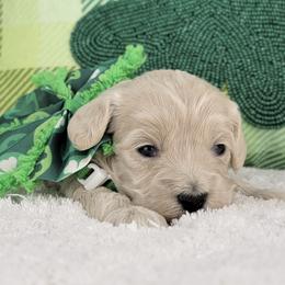 Lark - Cream female Goldendoodle puppy in Temecula, California from Oodles O'Doodles