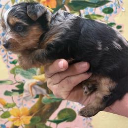 Tillie Lesperance - Parti female Yorkshire Terrier puppy in Phoenix, Arizona from Coursey’s Yorkies
