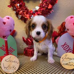 Aurora - Blenheim female Cavalier King Charles Spaniel puppy in Kermit, West Virginia from Stonecoal Cavaliers