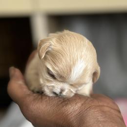 Maltese, Pomeranian, Shih Tzu, and Yorkshire Terrier Puppies from Gibbs Gorgeous Paws LLC
