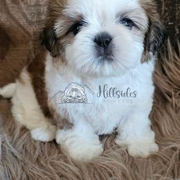 Declan - Red and white male Shih Tzu puppy in Sanger, California from Hillsides Shih-Tzu