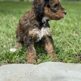 Bernedoodle Puppies from Creekside Doodles