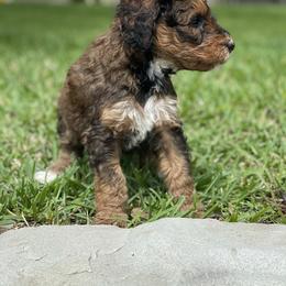 Bernedoodle Puppies from Creekside Doodles