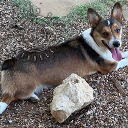 Poppy - Pembroke Welsh Corgi