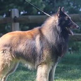 Joplin - Belgian Tervuren