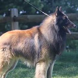 Joplin - Belgian Tervuren