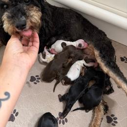Pics coming soon - Tri-color male Cavapoo puppy in Yuciapa, California from AlltheDoodlez_