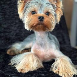 D  neutered - Blue and gold male Yorkshire Terrier puppy in San Diego, Temecula, Ontario, California from Yorkie & Maltese Royalty