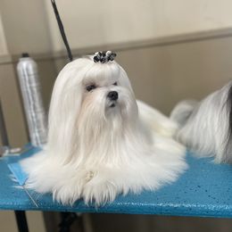 Alibi - Maltese
