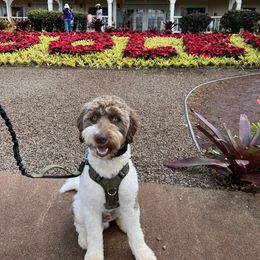 Chewy - Goldendoodle