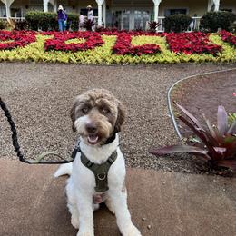 Chewy - Goldendoodle
