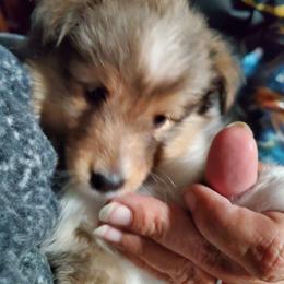 Toy Shetland Sheepdog Puppies from LaLa's Lilliputian Lassies