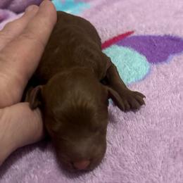 Toby - Apricot male Goldendoodle puppy in Centralia, Missouri from Oodles Of Doodles Mo.