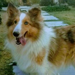 Shetland Sheepdogs from Double M Ranch