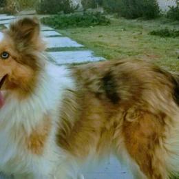 Shetland Sheepdogs from Double M Ranch