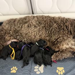 Orange - Black female Schnoodle puppy in Saint Augustine, Florida from Gunnie Luv, LLC