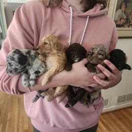 Aussiedoodle Puppies from My Classy Doodles