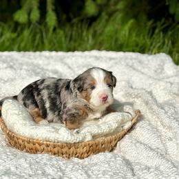 Tyson - Merle male Bernedoodle puppy in Bremen, Indiana from Farmland Doodles