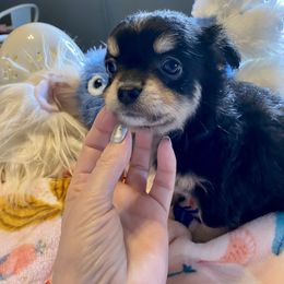 Chihuahua and Dachshund Puppies from Grandma’s little angels