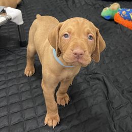 Girl 2 - Vizsla puppy in Suffolk, Virginia from JC Vizsla’s