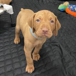 Girl 2 - Vizsla puppy in Suffolk, Virginia from JC Vizsla’s