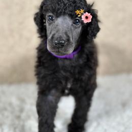 Rumi - Silver female Poodle puppy in Spring Hills, Florida from The Olympus Standard Poodle