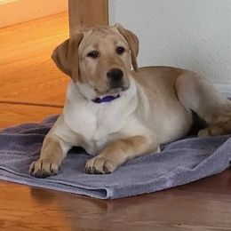 Dachshund and Labrador Retriever Puppies from Honeydew Ranch