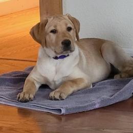Dachshund and Labrador Retriever Puppies from Honeydew Ranch