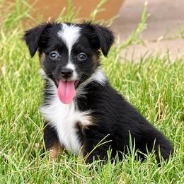 Black Tri male - Black tri male Toy Australian Shepherd puppy in Hawley, Texas from Foxy’s Dachshunds & Toy Aussies