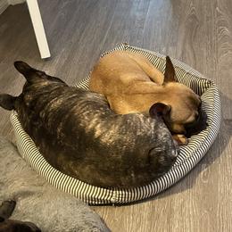 French Bulldog Puppies from Peaceful Prayers French Bulldogs