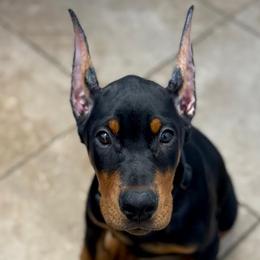 Doberman Pinscher Puppies from Devoted Doberman