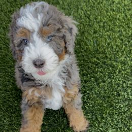 Mouth - Blue merle male Bernedoodle puppy in Superior, Arizona from Mountain Bridge Doodles