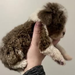 Bernedoodle Puppies from Bernied00dle Love