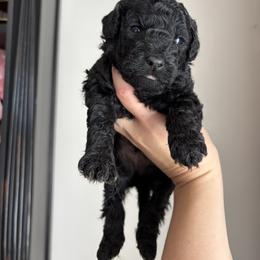 Mario - Black male Goldendoodle puppy in Anderson, South Carolina from M & L Pups