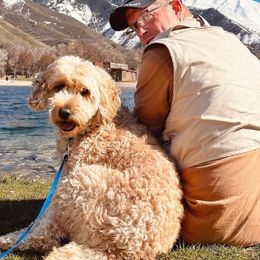 Bella - Goldendoodle