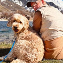 Bella - Goldendoodle