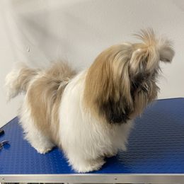 Shih Tzu Puppies from Willow Lane Shih Tzus