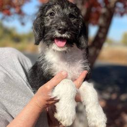 Oreo - Black and white male Assorted Doodle Crosses puppy in Moses Lake, Washington from Amani’s Doodles