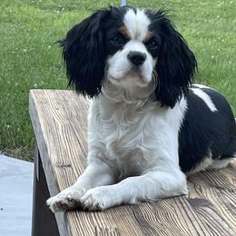 Izzy - Cavalier King Charles Spaniel