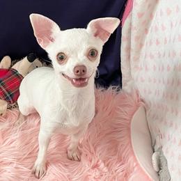 Lil'Debbie - Cream and white female Chihuahua puppy in Raleigh, North Carolina from Precious Petite Puppies