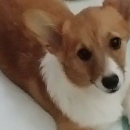 Hanna - Pembroke Welsh Corgi