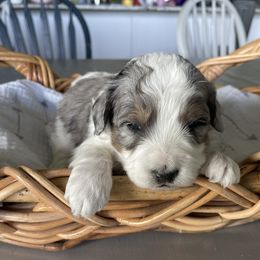 Nathaniel - male Australian Mountain Doodle puppy in Jerome, Idaho from Tolman Acres