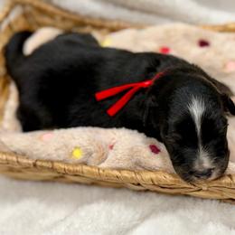 Red - Black tri male Miniature Australian Shepherd puppy in 32046, Florida from River Hill Ranch