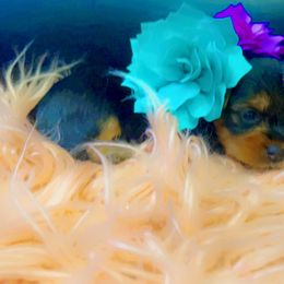 Yorkshire Terrier Puppies from Joy Riley's Yorkies