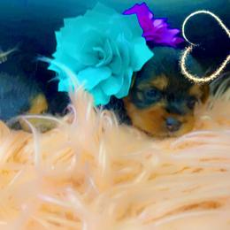 Yorkshire Terrier Puppies from Joy Riley's Yorkies