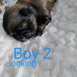 Boy 1 - Red and white Shih Tzu puppy in Honey Brook, Pennsylvania from Starrynight Shih Tzu