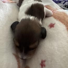 Oliver - Piebald male Dachshund puppy in Summit, South Carolina from Doxies4Paws