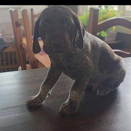 Green boy - Liver roan male German Shorthaired Pointer puppy in Dahlonega, Georgia from Pointer Mountain Bird Dogs